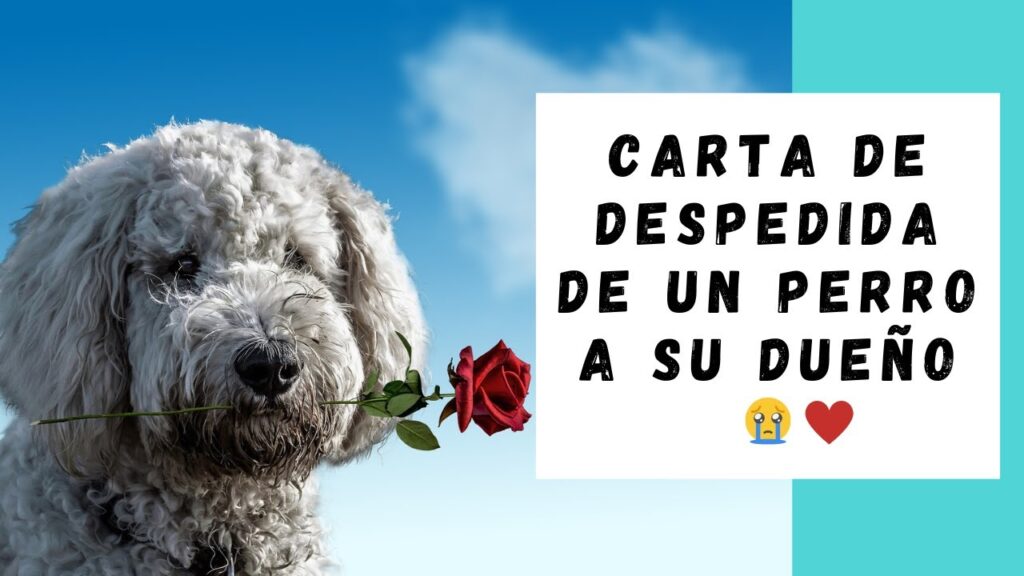 carta de un perro a su dueño